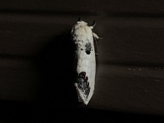 Phalera flavescens