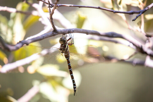Persephone's Darner photo 5