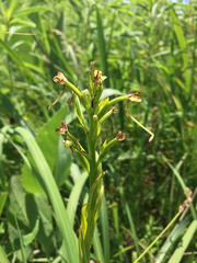 Platanthera leucophaea