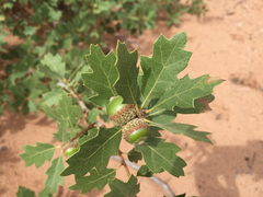 Quercus havardii tuckeri