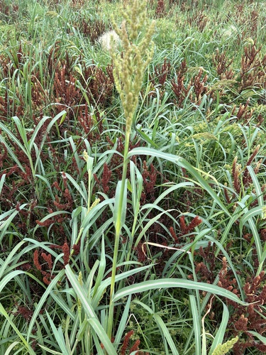 Image of Echinochloa muricata by no rights reserved