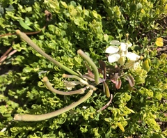 Erysimum concinnum