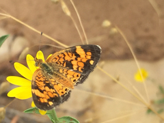 Phyciodes tharos riocolorado