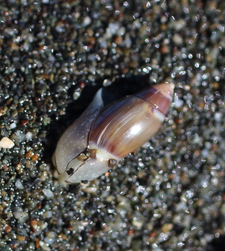 Callianax alectona