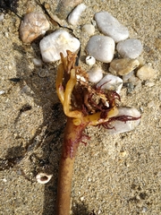 Laminaria hyperborea