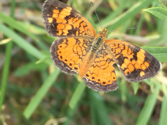 Phyciodes tharos riocolorado