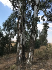 Eucalyptus camaldulensis