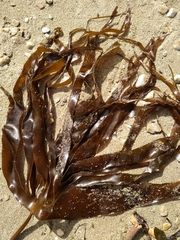 Laminaria hyperborea