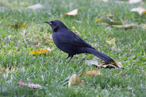 Austral Blackbird (Curaeus curaeus), photo 8