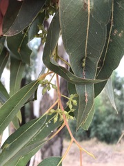 Eucalyptus camaldulensis