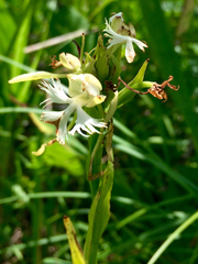 Platanthera leucophaea