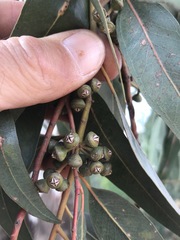 Eucalyptus camaldulensis