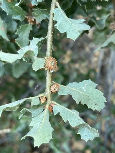 Quercus berberidifolia × john-tuckeri