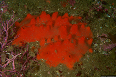 Acarnus erithacus