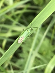 Calocoris alpestris