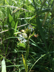 Platanthera leucophaea