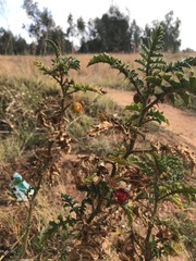 Solanum sisymbriifolium