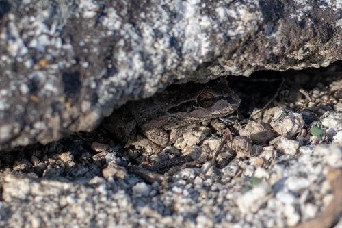 iNaturalist observation photo of Pacific chorus frog