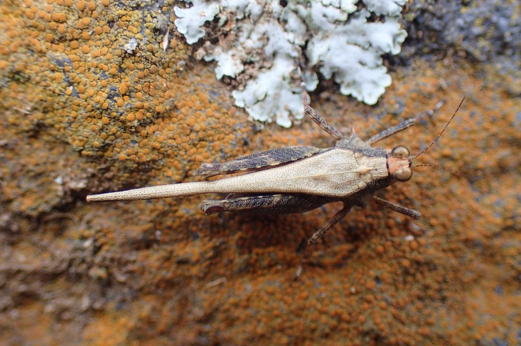Eucriotettix oculatus
