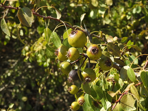 Image of Pyrus bourgaeana by (c) Duarte Frade, some rights reserved (CC BY)