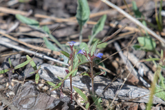 Collinsia torreyi