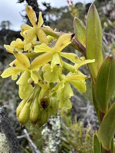 Image of Epidendrum zipaquiranum by (c) Nicolás Baresch Uribe, some rights reserved (CC BY)