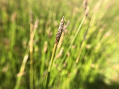 Eleocharis macrostachya
