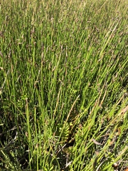 Eleocharis macrostachya