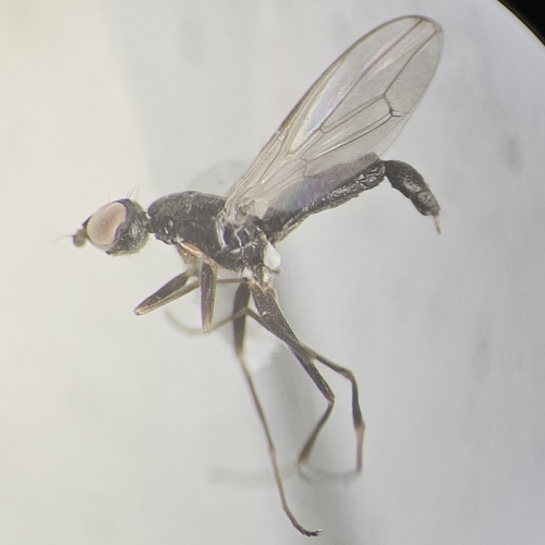 Strongylophthalmyia pengellyi