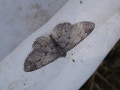 Iridopsis vellivolata