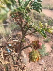 Solanum sisymbriifolium