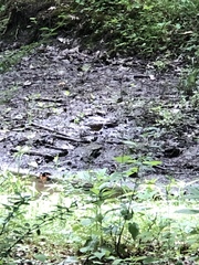 Pipilo erythrophthalmus