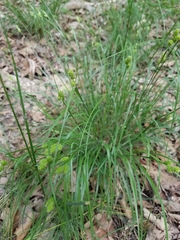 Carex muehlenbergii