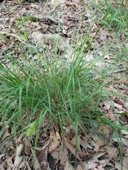 Carex muehlenbergii
