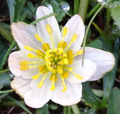 Trollius komarovii