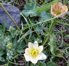 Trollius komarovii