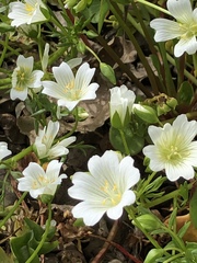 Limnanthes