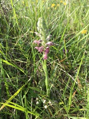 Anacamptis coriophora fragrans