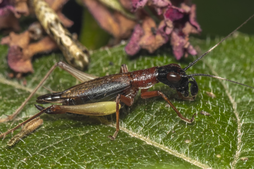 Cranistus colliurides