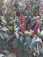 Phytolacca octandra