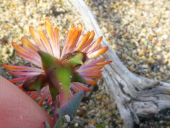 Lampranthus spiniformis