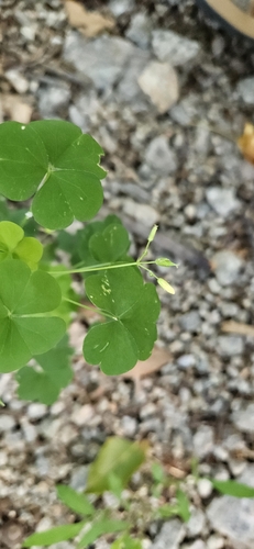 Image of Great Yellow Woodsorrel (Oxalis grandis) by (c) Val, some rights reserved (CC BY)