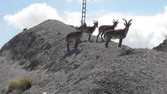 Capra pyrenaica victoriae