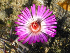 Lampranthus spiniformis