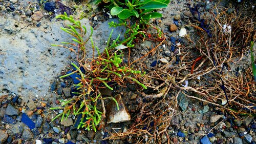Image of Salicornia perennis by no rights reserved