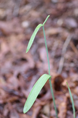 Cleistesiopsis bifaria
