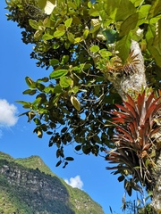 Tillandsia biflora