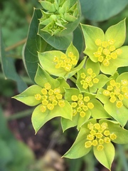 Bupleurum rotundifolium