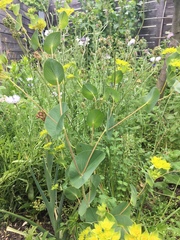 Bupleurum rotundifolium