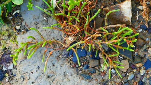 Image of Salicornia perennis by no rights reserved
